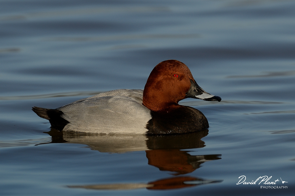 David Plant Photography - Wildlife Photography - Pochard - P.jpg - Pochard, male - Slimbridge