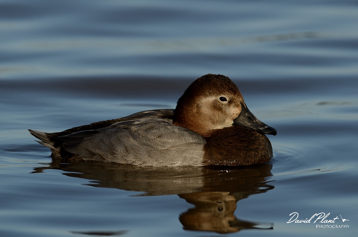David Plant Photography - Wildlife Photography - Pochard - Q.jpg - Pochard, female - Slimbridge