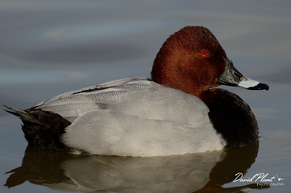 David Plant Photography - Wildlife Photography - Pochard - R.jpg - Pochard, male resting - Slimbridge