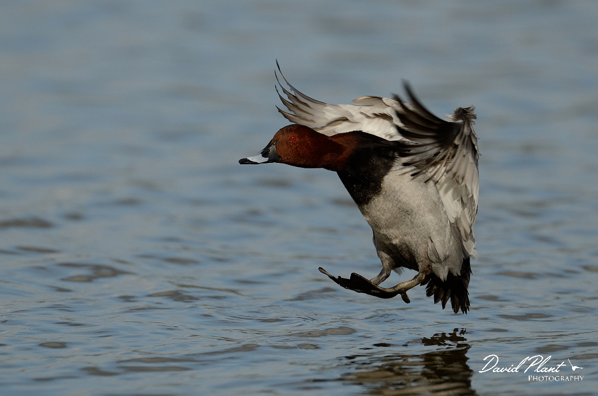 David Plant Photography - Wildlife Photography - Pochard - S.jpg - Pochard, male landing - Slimbridge