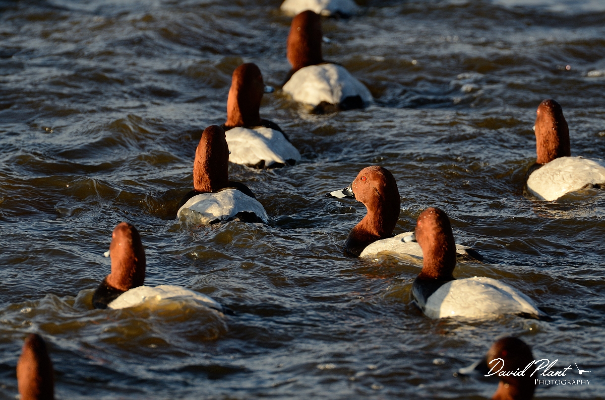 David Plant Photography - Wildlife Photography - Pochard - T.jpg - Pochard, males swimming together - Welney