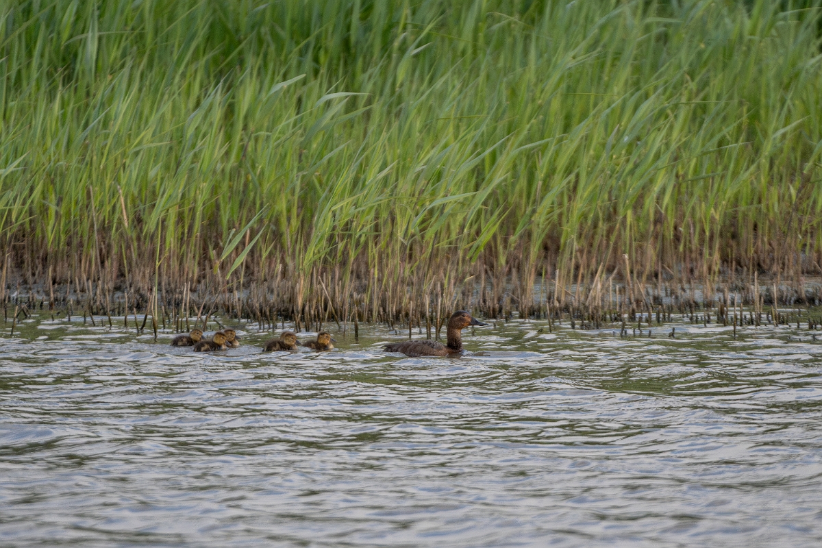 David Plant Photography - Wildlife Photography - Pochard - U.jpg - Pochard family - Norfolk