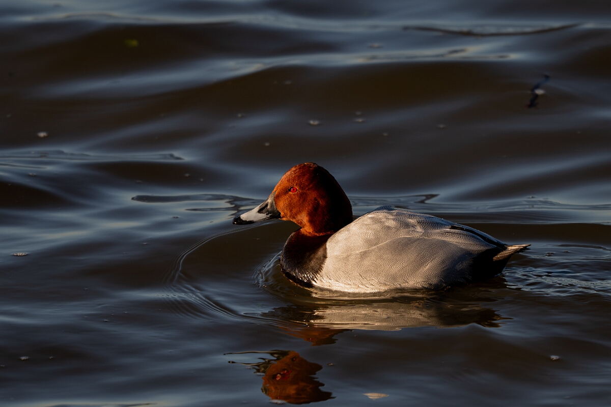 David Plant Photography - Wildlife Photography - Pochard - W.jpg - Pochard, male - Norfolk