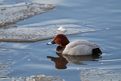 David Plant Photography - Wildlife Photographer - Pochard and ice - N