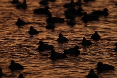 David Plant Photography - Wildlife Photographer - Pochard flock at dusk - L