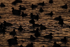 David Plant Photography - Wildlife Photographer - Pochard flock at dusk - M