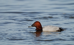 David Plant Photography - Wildlife Photographer - Pochard male - C