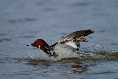 David Plant Photography - Wildlife Photographer - Pochard male - F