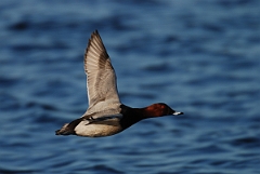 David Plant Photography - Wildlife Photographer - Pochard male in flight - I