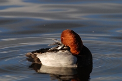 David Plant Photography - Wildlife Photographer - Pochard male preening - K