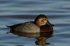 David Plant Photography - Wildlife Photography - Pochard - Q
