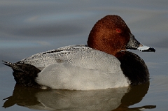 David Plant Photography - Wildlife Photography - Pochard - R