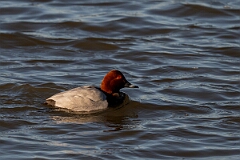 David Plant Photography - Wildlife Photography - Pochard - V