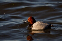 David Plant Photography - Wildlife Photography - Pochard - W