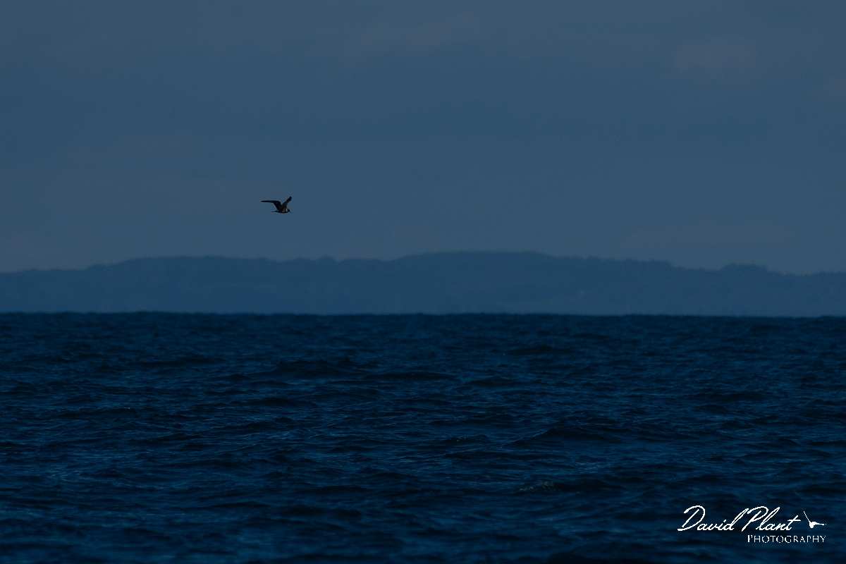 David Plant Photography - Wildlife Photography - Pomarine skua - A.JPG - Pomarine skua in flight - Sea off Devon