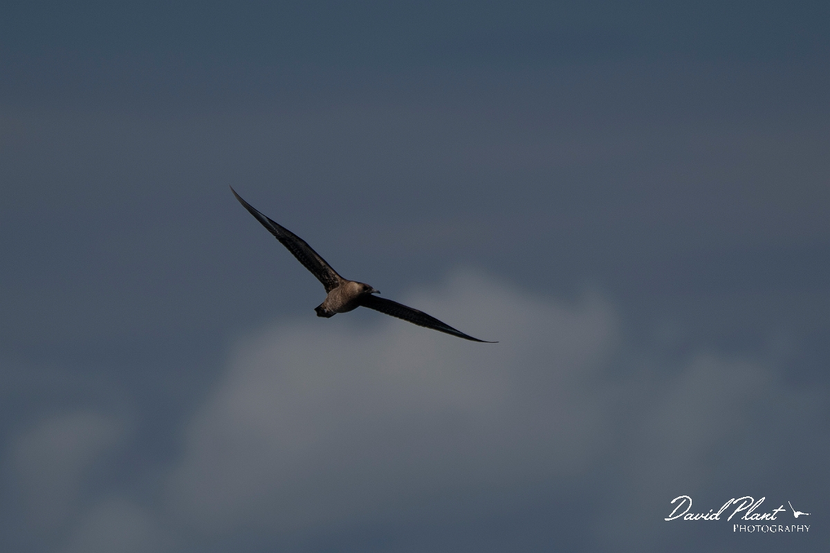 David Plant Photography - Wildlife Photography - Pomarine skua - B.JPG - Pomarine skua in flight - Sea off Devon