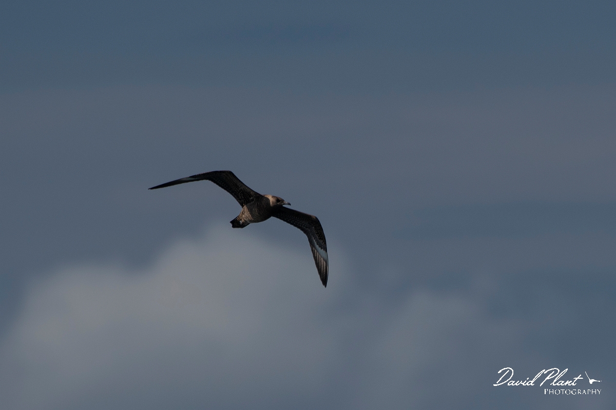 David Plant Photography - Wildlife Photography - Pomarine skua - C.JPG - Pomarine skua in flight - Sea off Devon