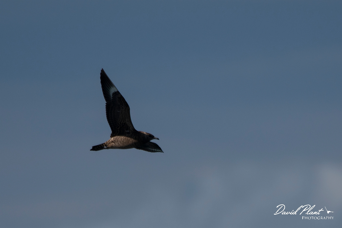 David Plant Photography - Wildlife Photography - Pomarine skua - D.JPG - Pomarine skua in flight - Sea off Devon