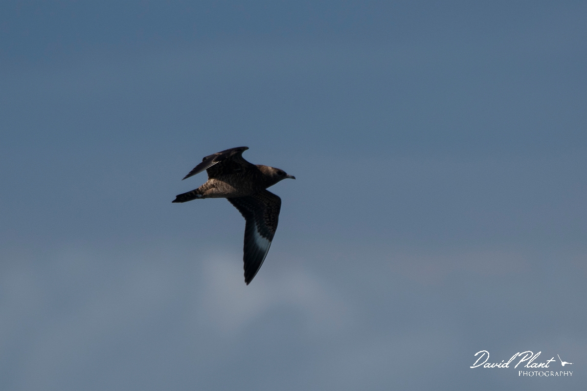 David Plant Photography - Wildlife Photography - Pomarine skua - E.JPG - Pomarine skua in flight - Sea off Devon
