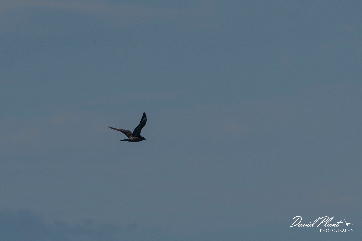 David Plant Photography - Wildlife Photography - Pomarine skua - F.JPG - Pomarine skua in flight - Sea off Devon