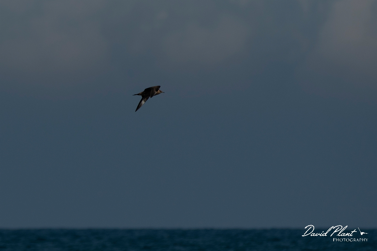 David Plant Photography - Wildlife Photography - Pomarine skua - G.JPG - Pomarine skua in flight - Sea off Devon