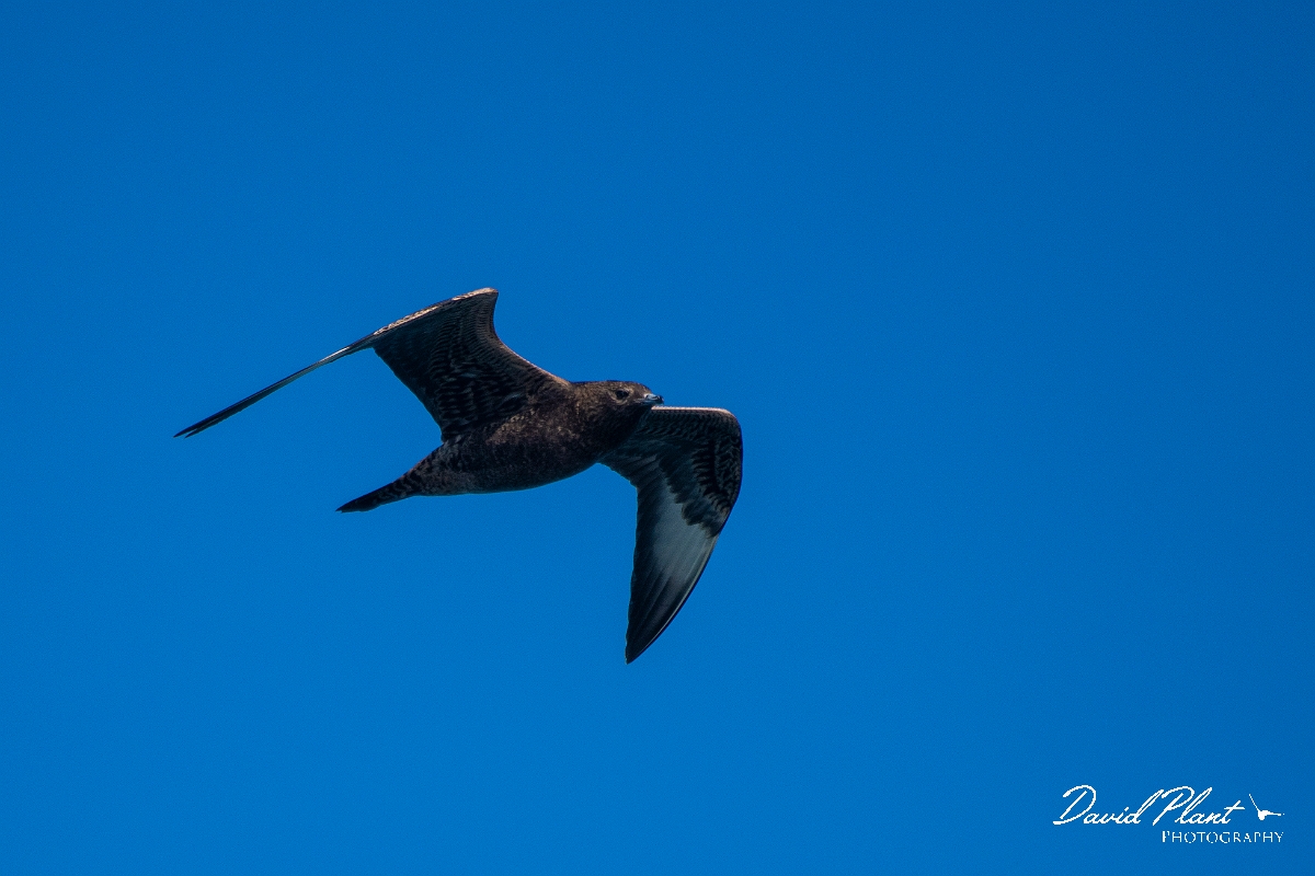 David Plant Photography - Wildlife Photography - Pomarine skua - H.JPG - Pomarine skua in flight - Sea off Devon