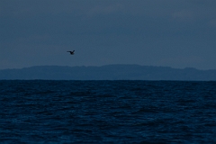 David Plant Photography - Wildlife Photography - Pomarine skua - A