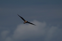 David Plant Photography - Wildlife Photography - Pomarine skua - B