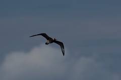 David Plant Photography - Wildlife Photography - Pomarine skua - C