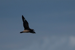 David Plant Photography - Wildlife Photography - Pomarine skua - D