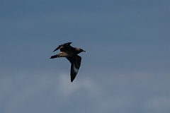 David Plant Photography - Wildlife Photography - Pomarine skua - E