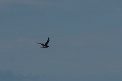 David Plant Photography - Wildlife Photography - Pomarine skua - F