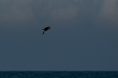 David Plant Photography - Wildlife Photography - Pomarine skua - G