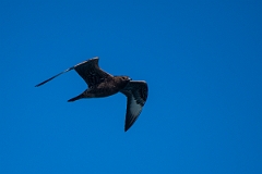 David Plant Photography - Wildlife Photography - Pomarine skua - H