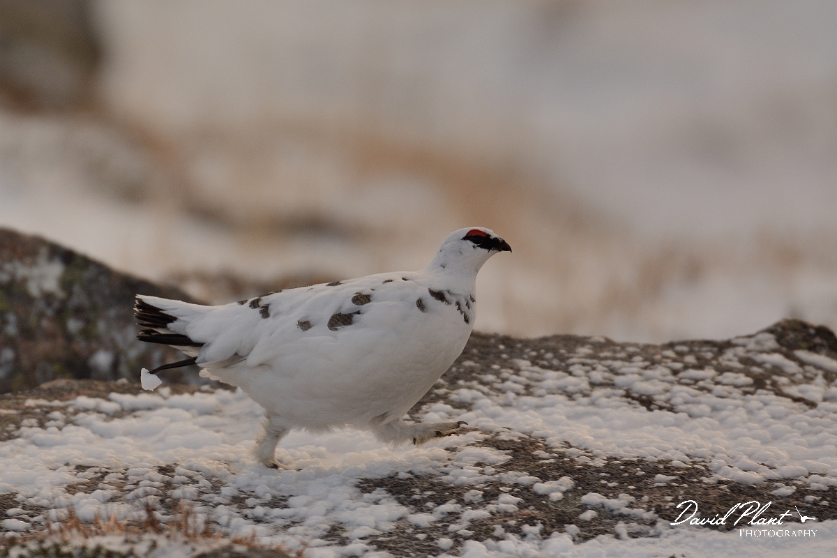David Plant Photography - Wildlife Photography - Ptarmigan - A.jpg - Ptarmigan male running - Cairngorms