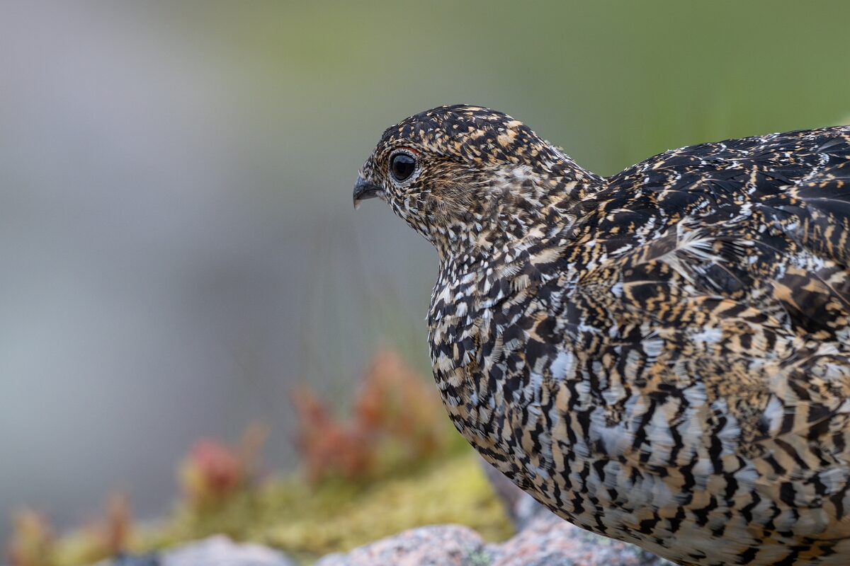 David Plant Photography - Wildlife Photography - Ptarmigan - AD.jpg - Ptarmigan, female - Cairngorms