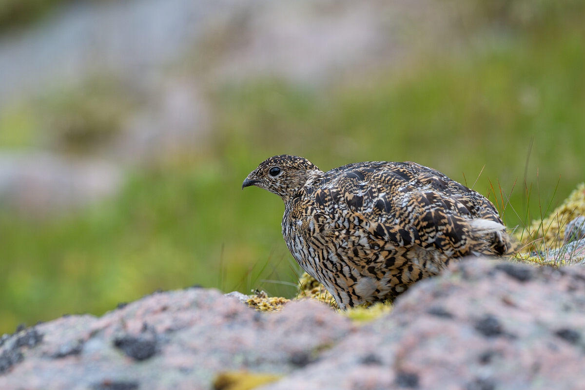David Plant Photography - Wildlife Photography - Ptarmigan - AG.jpg - Ptarmigan, female - Cairngorms
