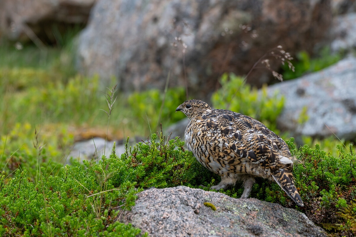 David Plant Photography - Wildlife Photography - Ptarmigan - AO.jpg - Ptarmigan, female - Cairngorms