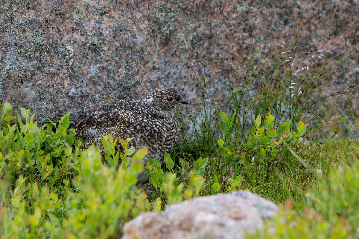 David Plant Photography - Wildlife Photography - Ptarmigan - AP.jpg - Ptarmigan, juvenile - Cairngorms