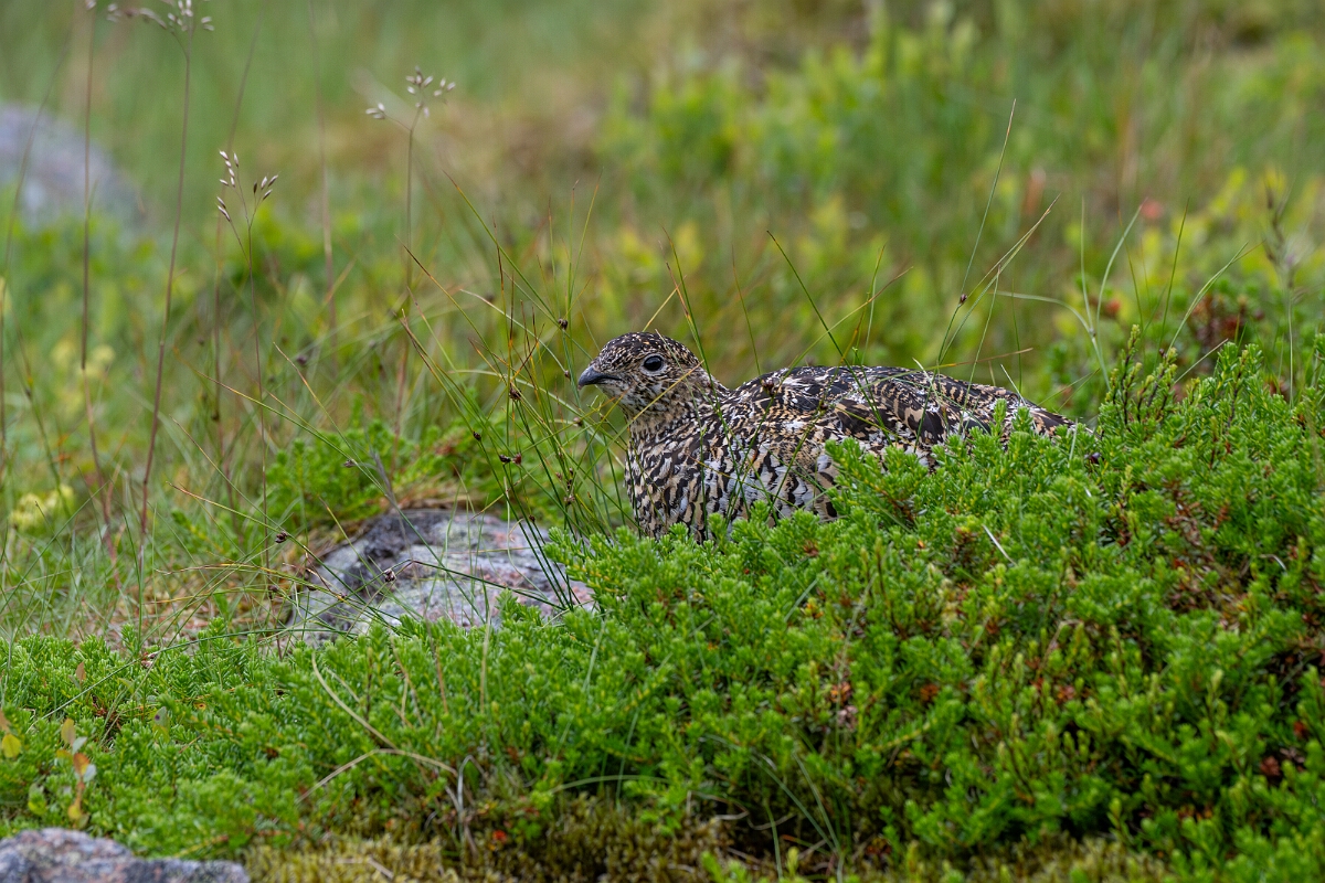 David Plant Photography - Wildlife Photography - Ptarmigan - AQ.jpg - Ptarmigan, female - Cairngorms
