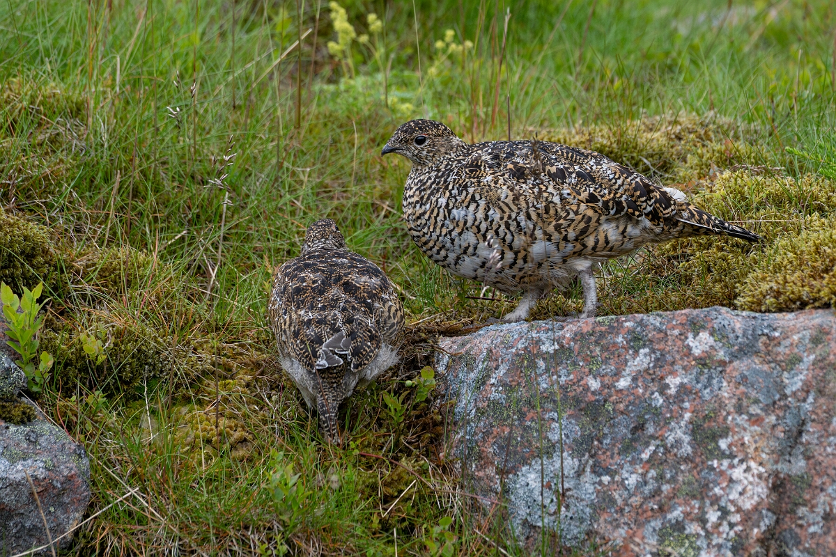 David Plant Photography - Wildlife Photography - Ptarmigan - AS.jpg - Ptarmigan, female and juvenile - Cairngorms