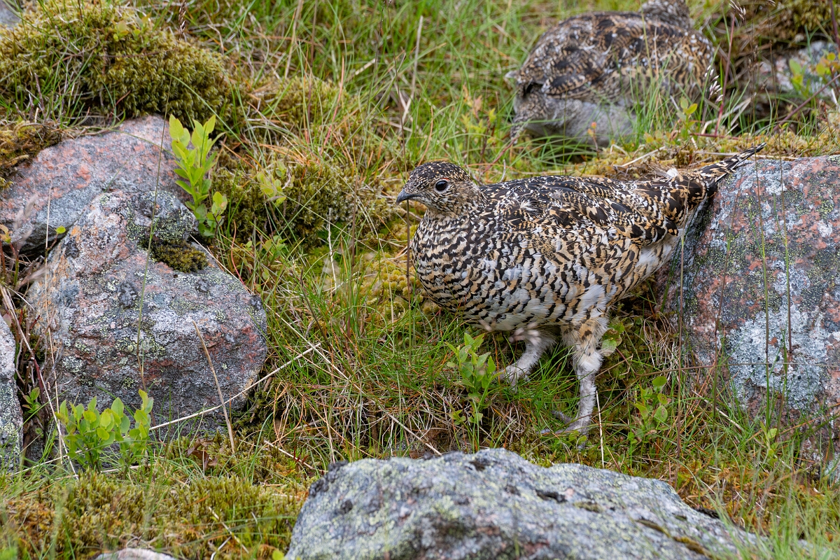 David Plant Photography - Wildlife Photography - Ptarmigan - AT.jpg - Ptarmigan, female - Cairngorms