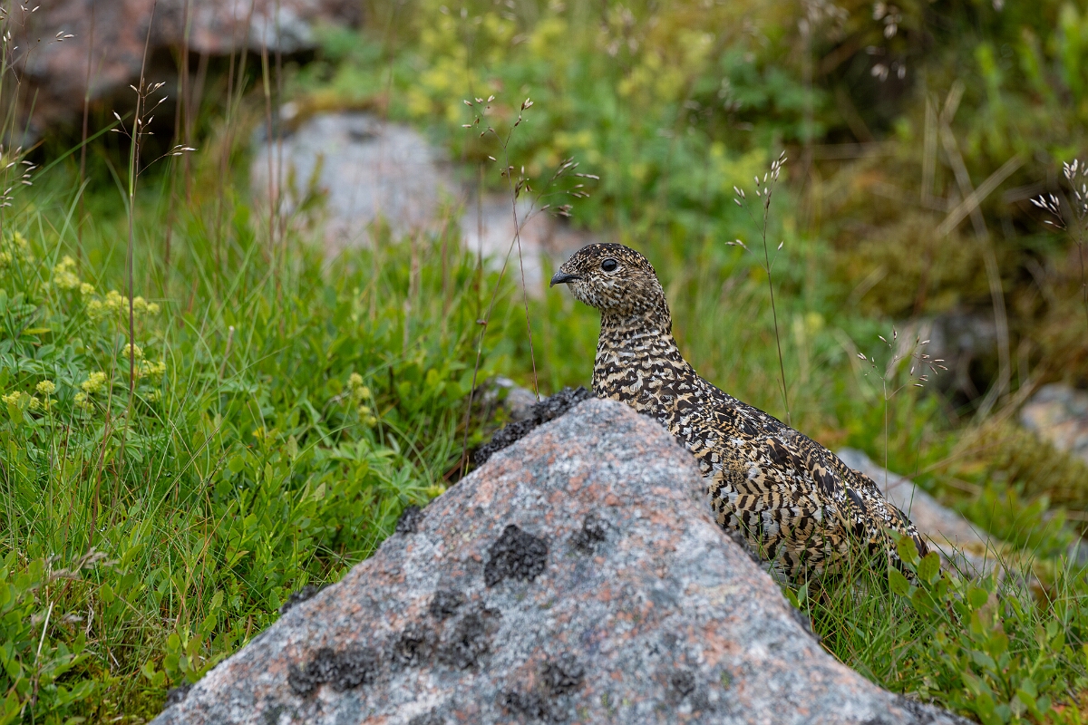 David Plant Photography - Wildlife Photography - Ptarmigan - AV.jpg - Ptarmigan, female - Cairngorms