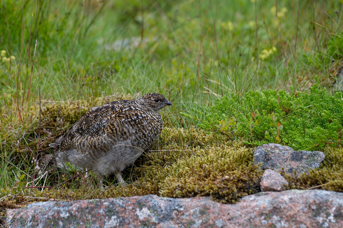David Plant Photography - Wildlife Photography - Ptarmigan - AW.jpg - Ptarmigan, juvenile - Cairngorms