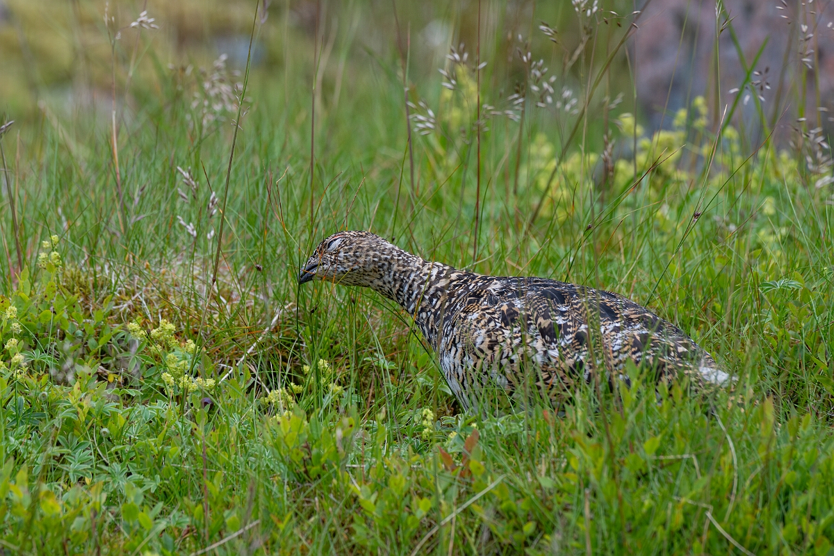 David Plant Photography - Wildlife Photography - Ptarmigan - AX.jpg - Ptarmigan, female eating three-leaved rush - Cairngorms