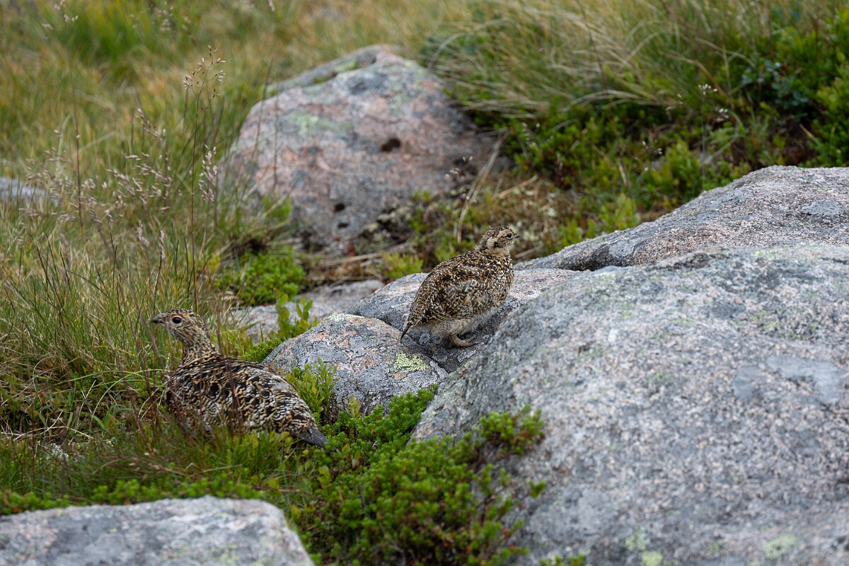 David Plant Photography - Wildlife Photography - Ptarmigan - AZ.jpg - Ptarmigan, female and juvenile - Cairngorms