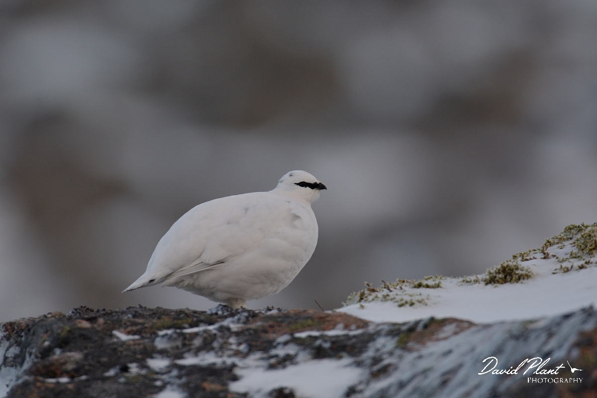 David Plant Photography - Wildlife Photography - Ptarmigan - B.jpg - Ptarmigan male - Cairngorms