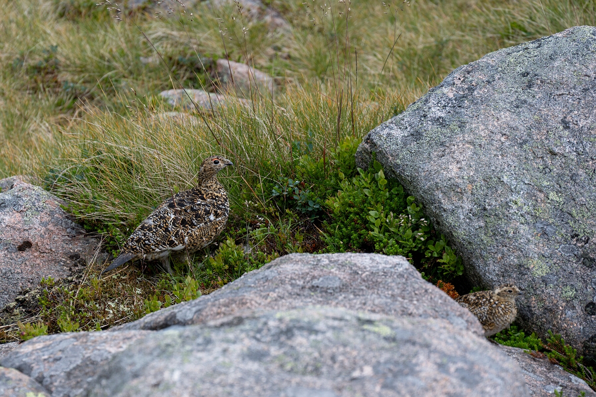 David Plant Photography - Wildlife Photography - Ptarmigan - BA.jpg - Ptarmigan, female and juvenile - Cairngorms