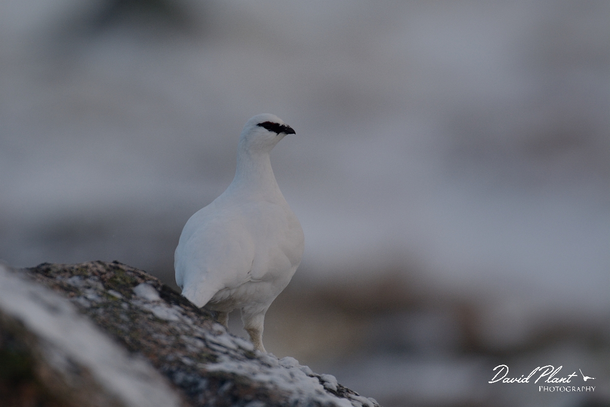 David Plant Photography - Wildlife Photography - Ptarmigan - C.jpg - Ptarmigan male - Cairngorms