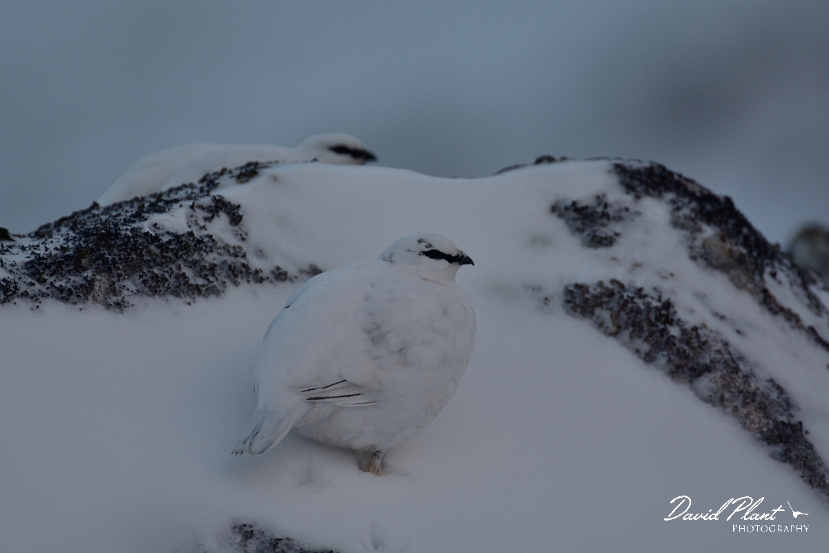 David Plant Photography - Wildlife Photography - Ptarmigan - D.jpg - Ptarmigan resting on rock - Cairngorms